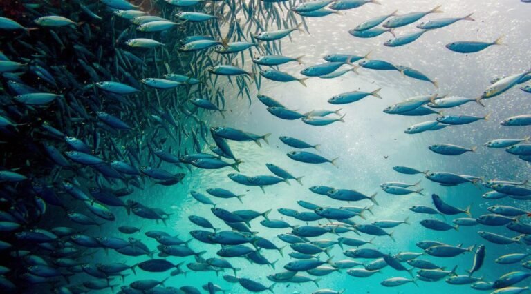 Western-fisheries-not-collapsing-but-Asian-waters-unmanaged-and-unrecorded-1