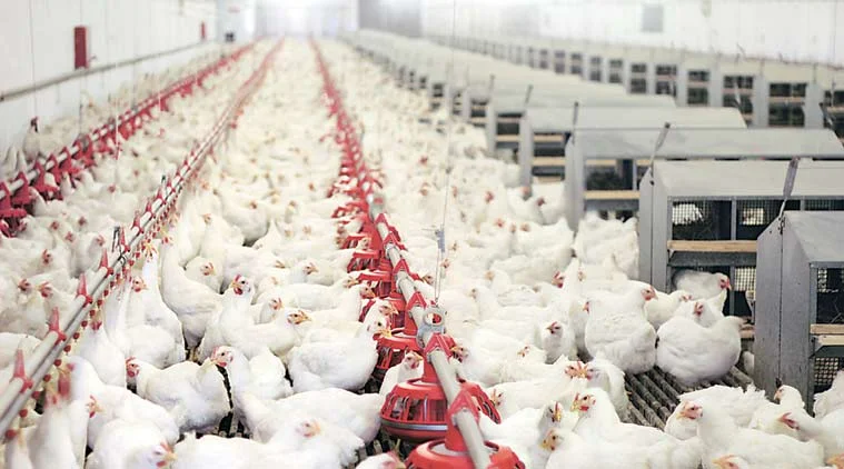 poultry-industry-759